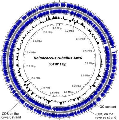 Complete genome sequence of Deinococcus rubellus Ant6 isolated from the fish muscle in the Antarctic Ocean